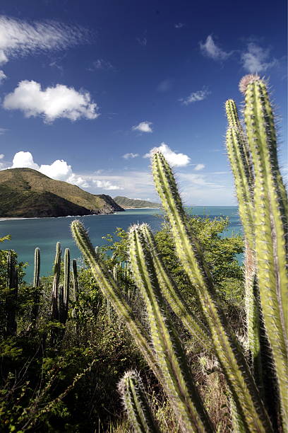 istock VENEZUELA MARGARITA PEDRO GONZALEZ ISLAND 499663741