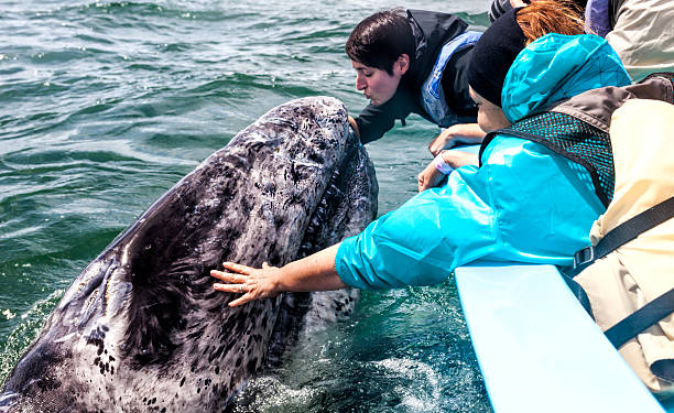 Whale being kissed During a Whale Watching expedition in San Ignacio Lagoon, Southern baja California, Mexico, an attractive, young woman, is extending herself from a boat, trying to kiss a juvenile gray whale, who is emerging from the surface of the water, in order to be kissed by her. gray whale stock pictures, royalty-free photos & images