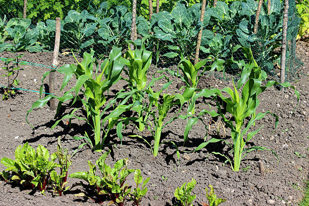 attribution jardin potager avec maïs/épi de maïs de plantes - plowed field field fruit vegetable photos et images de collection