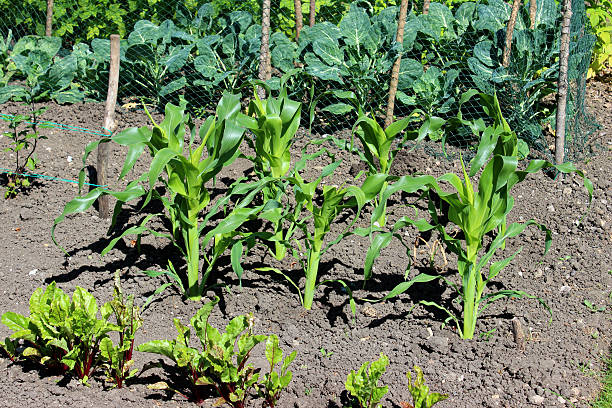 alocação horta com milho, espiga de milho de plantas - corn fruit vegetable corn on the cob - fotografias e filmes do acervo