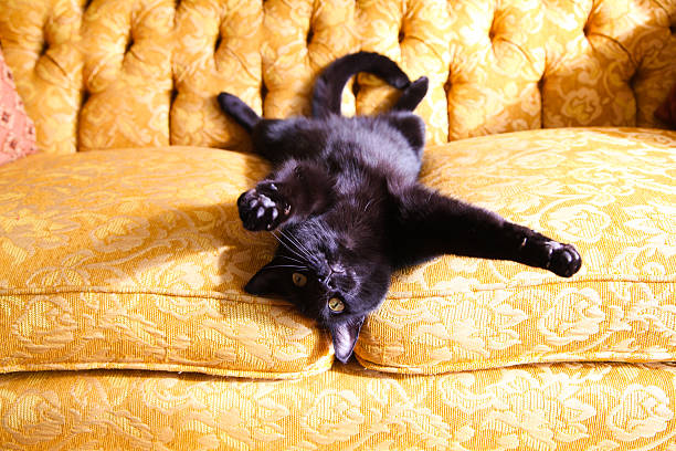 encantadores black cat acostado de oro, sofá - lying on back fotos fotografías e imágenes de stock