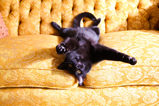 An adorable black cat lies playfully on his back on a retro golden couch.