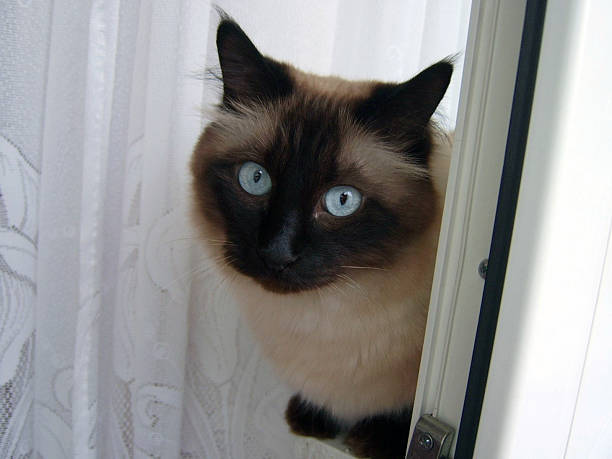 istock Male siamese cat watching at the window 499665117