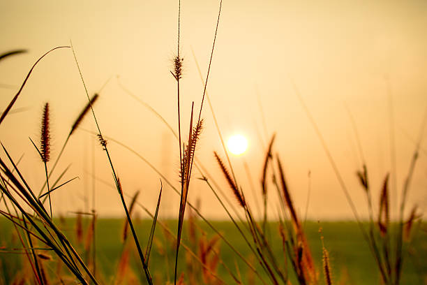 istock Flowering grasses waving under the twilight time 499665127