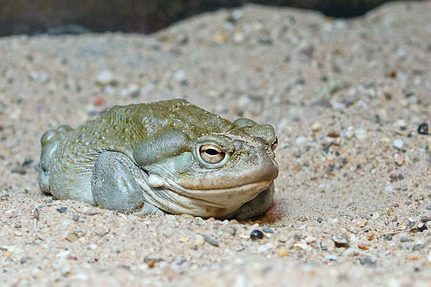 Sonora desert toad Names: Sonora desert toad, Colorado river toad colorado river toad stock pictures, royalty-free photos & images
