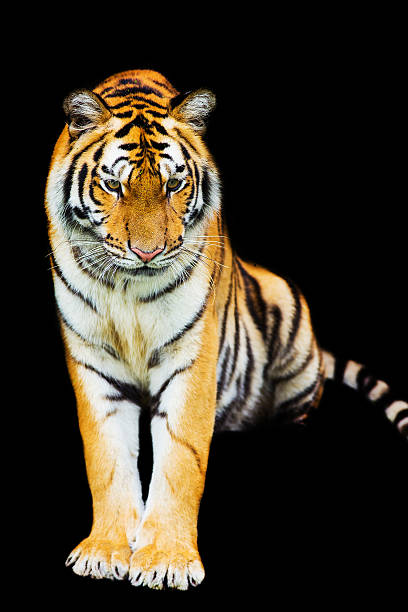 istock tiger walking out of shadow 499665391