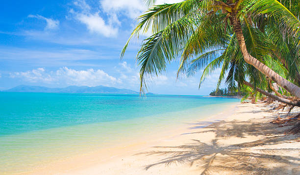 istock tropical beach with coconut palm 499665645