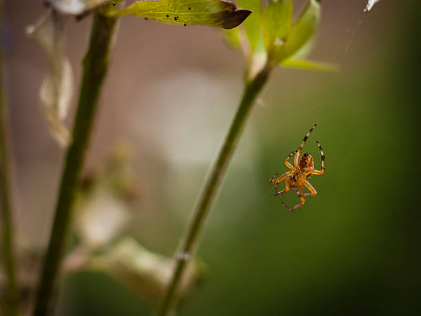 istock Nature image of young araneus spider building a web 499666125