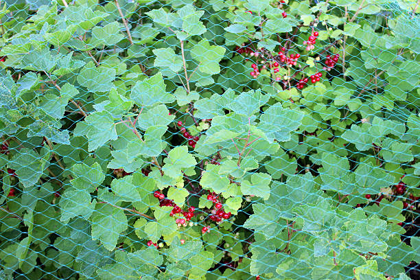 Photo showing bunches of ripe redcurrants (Ribes rubrum) growing under garden netting, which protects the crop from being eaten by hungry blackbirds.