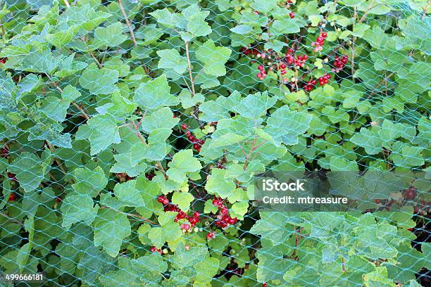 Imagem De Tomates Groselhas De Cachos Vermelhos A Crescer No Jardim Rede - Fotografias de stock e mais imagens de Fruta