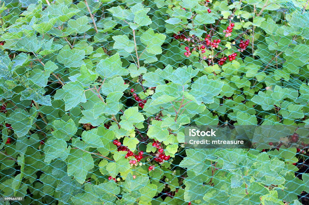 Изображение Спелый redcurrants (смородина rubrum) растет под сад сетка - Стоковые фото Защита роялти-фри