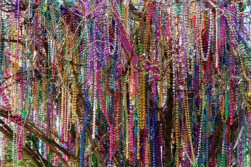 Beads hanging from a tree folowing mardi gras in New Orleans. 