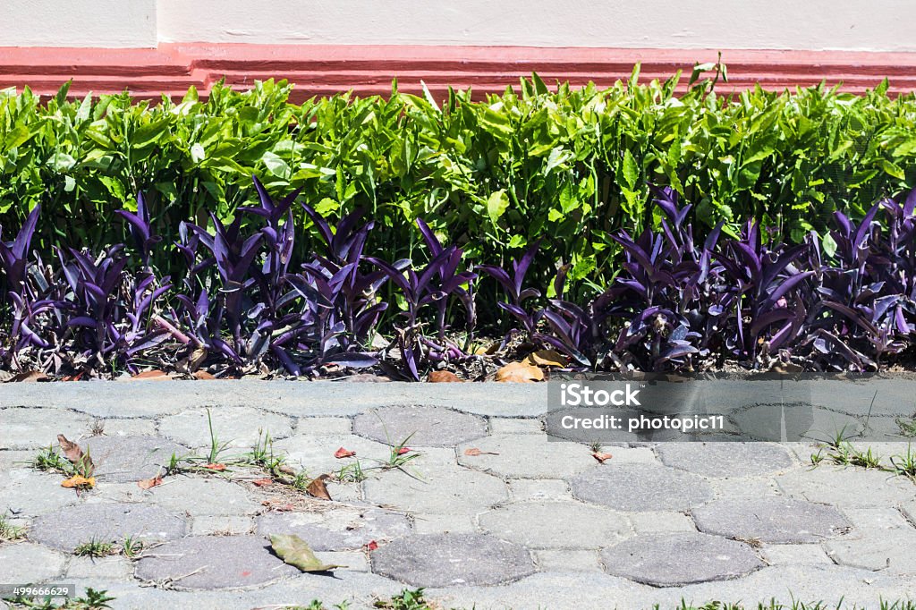 side walk Stone pathway in garden with flower on side Accessibility Stock Photo