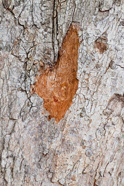 istock Tree bark, dry parts of the tree. 499673797