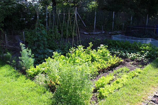 jardin potager, soleil et ombre, été cultures, la betterave et les carottes, salade verte, pommes de terre - plowed field field fruit vegetable photos et images de collection