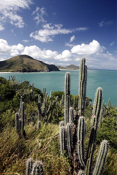 istock VENEZUELA MARGARITA PEDRO GONZALEZ ISLAND 499674579
