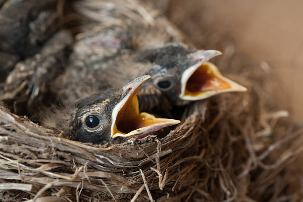 istock Baby Robins in Nest with Mouths Open 499674623