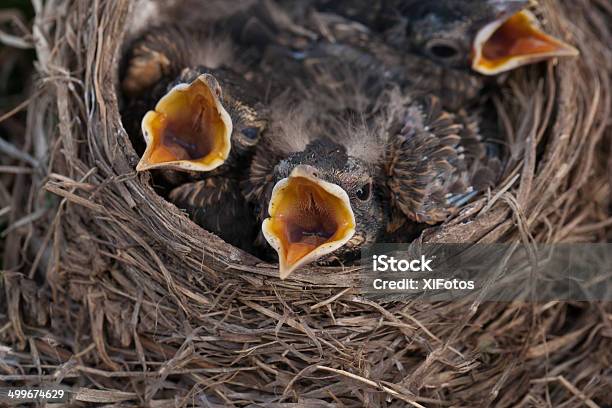 Baby Robins W Gniazdo Z Usta Otwarte - zdjęcia stockowe i więcej obrazów Drozd wędrowny - Drozd wędrowny, Dzikie zwierzęta, Dziób - Pysk