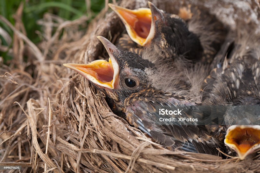 Bebé Robins en Nest con boca abierta - Foto de stock de Amarillo - Color libre de derechos