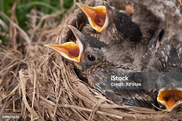 Bebé Robins En Nest Con Boca Abierta Foto de stock y más banco de imágenes de Amarillo - Color - Amarillo - Color, Animal, Animal joven