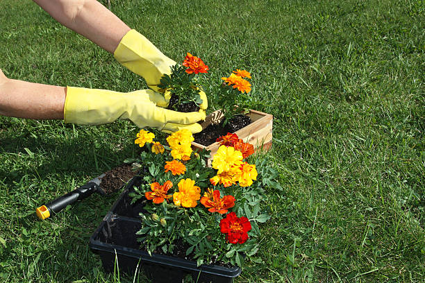 eintopfen blumen - formal garden flower bed women grass stock-fotos und bilder