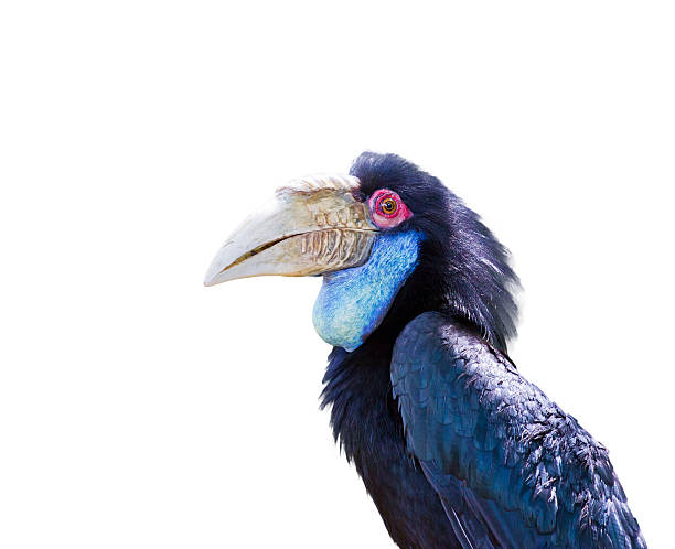 istock Wreathed Hornbill in the zoo 499675189