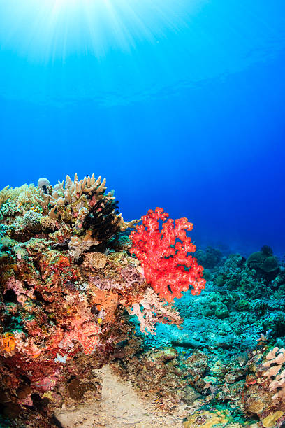 Pink soft coral and sunburst