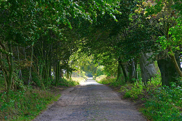 istock Alley of trees 499675849