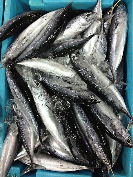 istock Fresh sea fishes in boxes 499676023