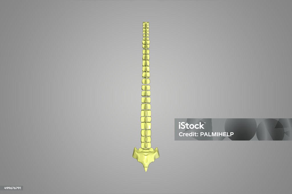 Columna vertebral - Foto de stock de Articulación libre de derechos
