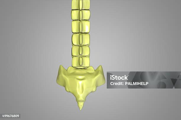 Articulaciones De La Columna Vertebral Foto de stock y más banco de imágenes de Esternón - Esternón, Articulación, Columna - Parte del cuerpo