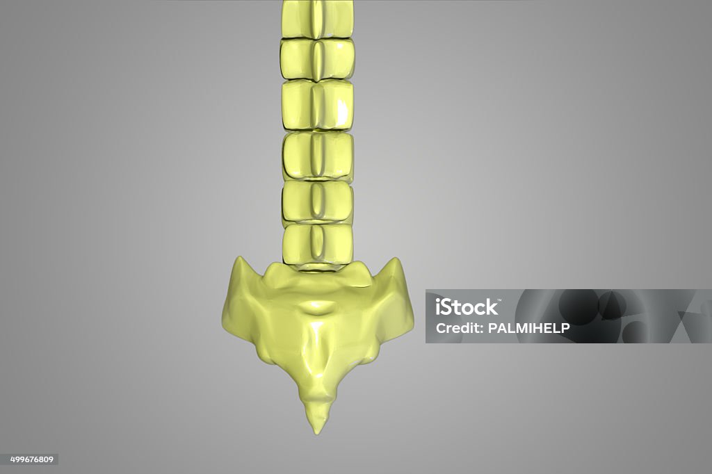 バックボーン関節 - 胸骨のロイヤリティフリーストックフォト