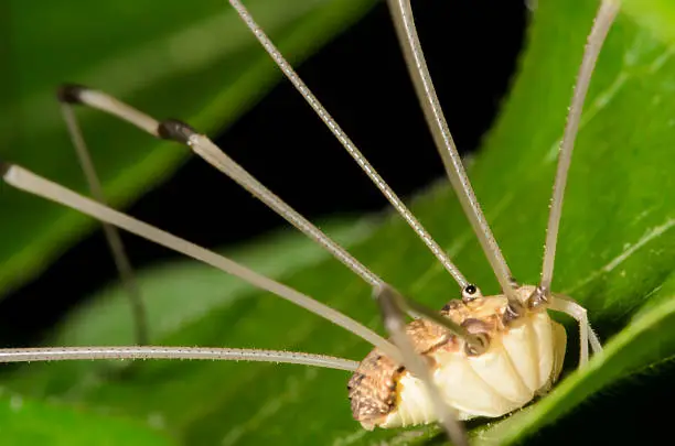Harvestman arachnid on a green leaf with long legs