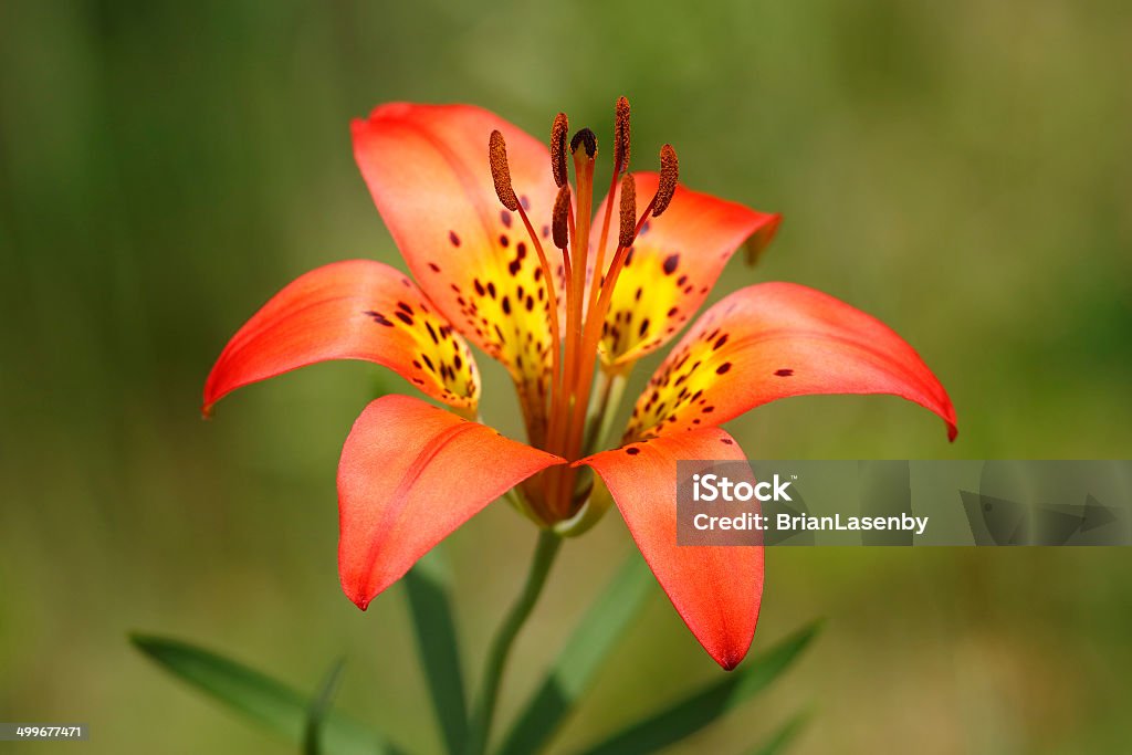 Closeup of Wood Lily Wood Lily (Lilium philadelphicum) - Pinery Provincial Park, Ontario, Canada Canada Stock Photo