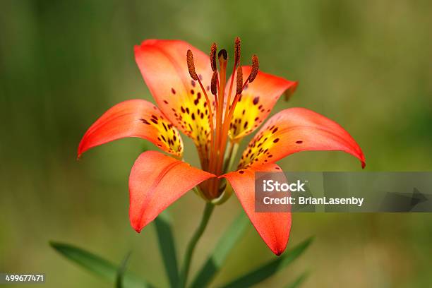 Closeup Of Wood Lily Stock Photo - Download Image Now - Canada, Close-up, Forest