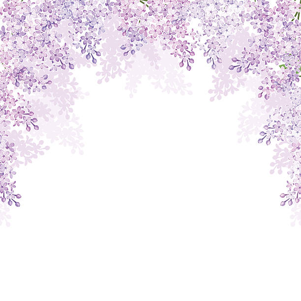 background with lilac flowers. vector illustration. - leylak stock illustrations