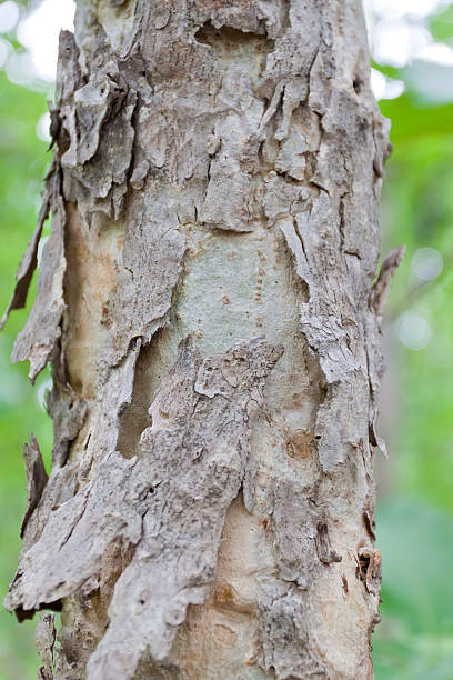istock Tree bark, dry parts of the tree. 499677693