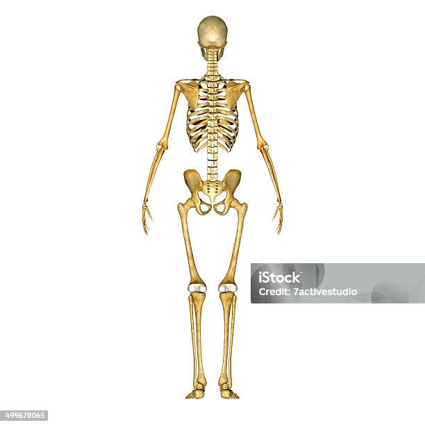 Skelett Rückseite Stockfoto und mehr Bilder von Abstrakt - Abstrakt, Anatomie, Biologie