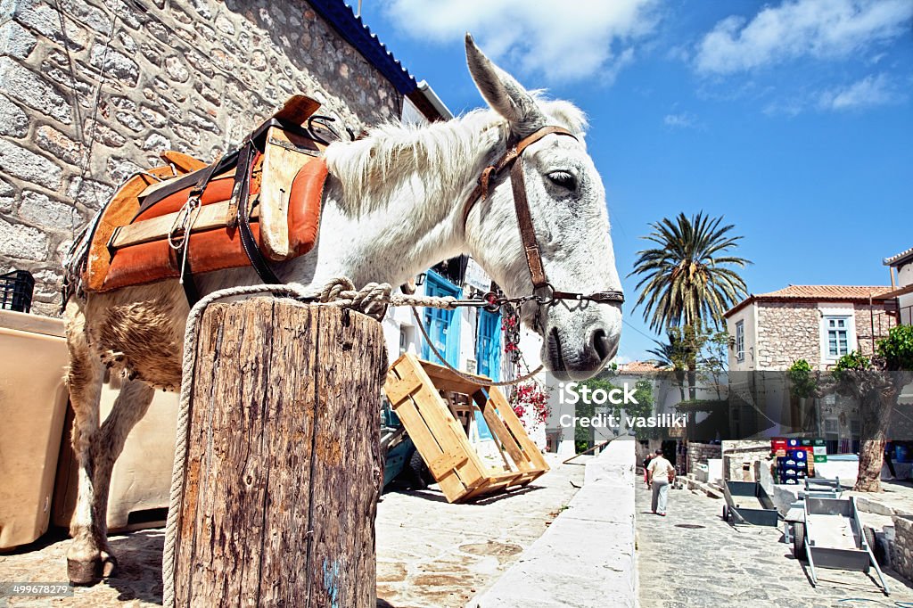 White mule at Hydra island White mule to transport people and goods in the car-free island of Hydra, Greece. Hydra - Greece Stock Photo