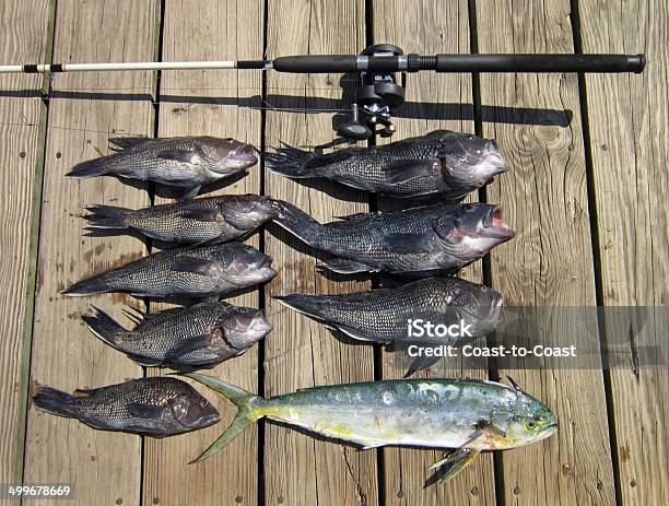 Robalo Legítimo De Verão Captura - Fotografias de stock e mais imagens de Ao Ar Livre - Ao Ar Livre, Captura de Peixe, Carretel de Pesca