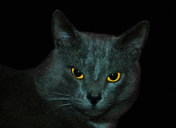 istock burning eyes of the cat. 499678743