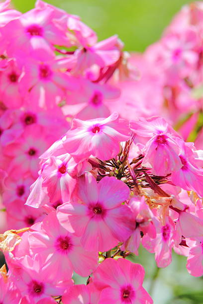 phlox rosa. estate fiore. - nature selective focus green vertical foto e immagini stock