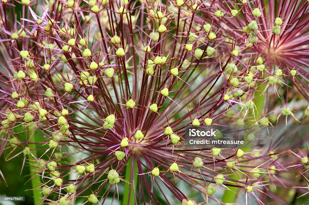 Close-up image of allium seed heads / flowers with green pods Photo showing two large purple and green seed heads of old allium flowers, pictured in the sunshine with a blurred garden background and green seed pods.  This allium picture could be used as computer wallpaper or a background image. Allium Flower Stock Photo