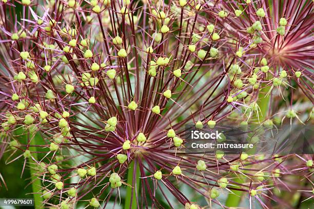 Closeup Image Of Allium Seed Heads Flowers With Green Pods Stock Photo - Download Image Now