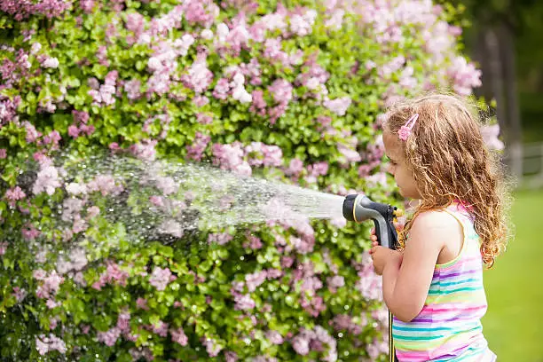 Close-up of a young girl watering a lilac bush that is starting to blossom.