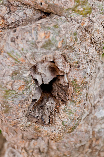 istock Tree bark, dry parts of the tree. 499680847