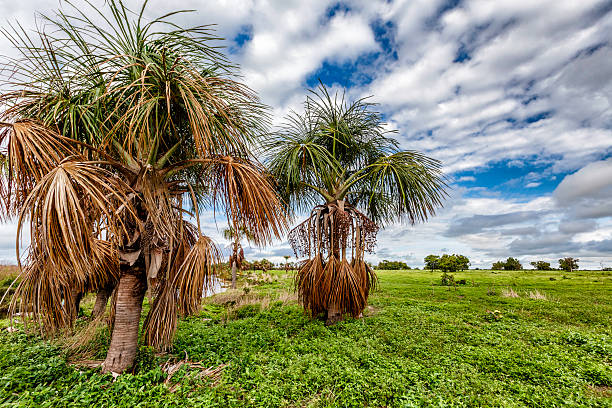 Palma moriche or moriche palm also known as Mauritia flexuosa is a tropical tree which can reach up to 10 m in height. The large leaves form a rounded crown and it is used by venezuelan indigenous people to build hut roofs all over the country. The flowers are yellowish, appear from December to April and the fruit is edible with chestnut color. The seeds float, and this is the means by which the palm tree propagates. In natural populations the tree reaches very high densities. Morichal palms are located all over La Gran Sabana and Los LLanos in Venezuela