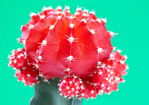 istock Cactus, gymnocalycium mihanovichii variegata, small depth of sharpness 499687810