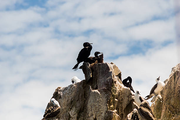 istock Birds at Isla Ballestas 499687924