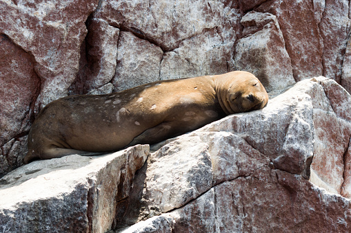 A sea lions are resting on a lagoon, shot while on a trip to Islas Ballestas